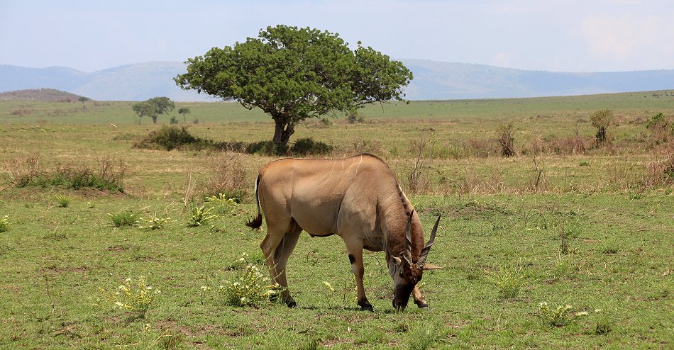 Eland Antilope in der Masai Mara