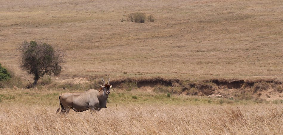 Elandantilope