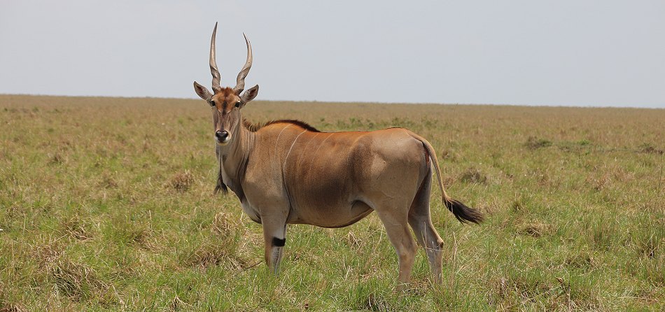 Elandantilope