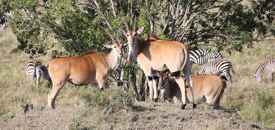 Elandantilope in der Masai Mara
