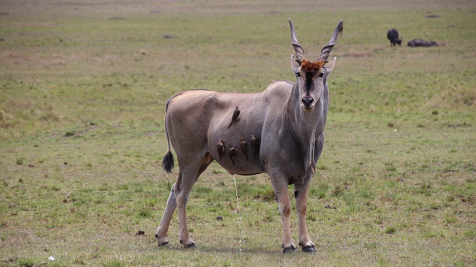 Elandantilope