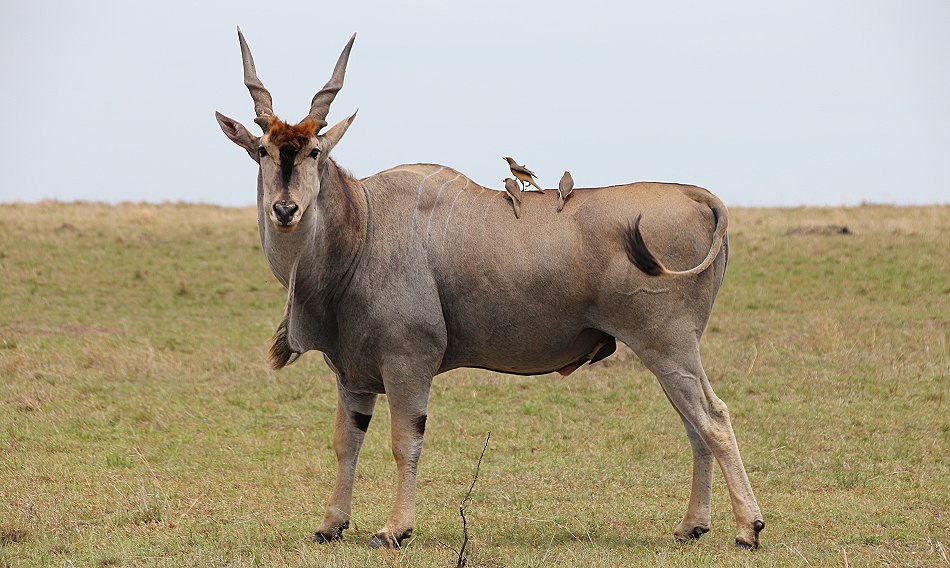 Elandantilope