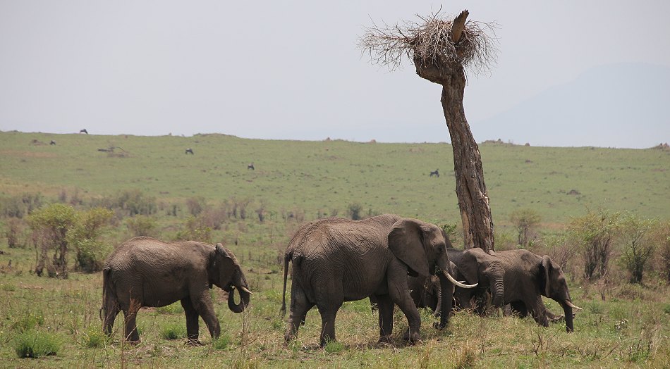 Elefanten - masai mara