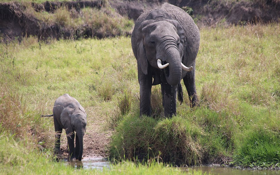 Elefanten in der Masai Mara
