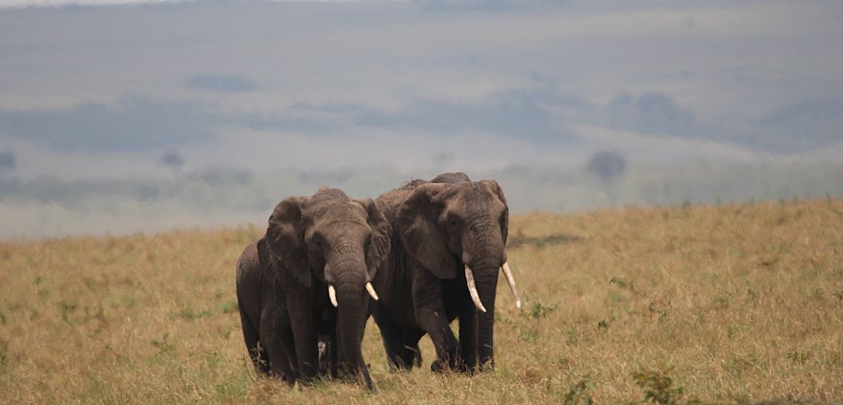 Elefantenbegegnung in der Masai Mara