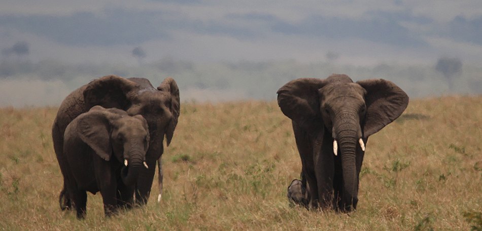 Elefantenbegegnung in der Masai Mara