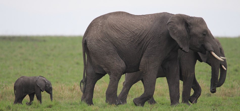 Elefantenbegegnung in der Masai Mara