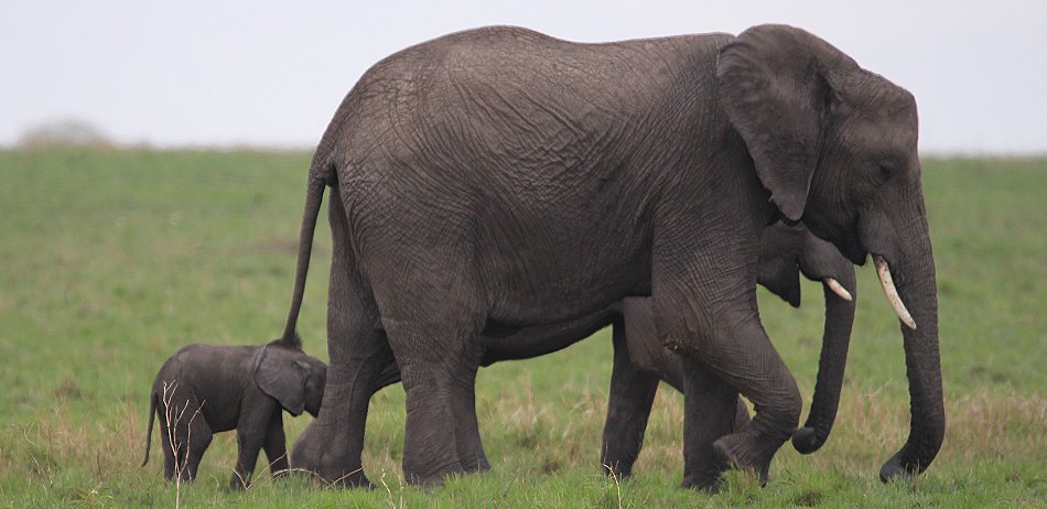 Elefantenbegegnung in der Masai Mara
