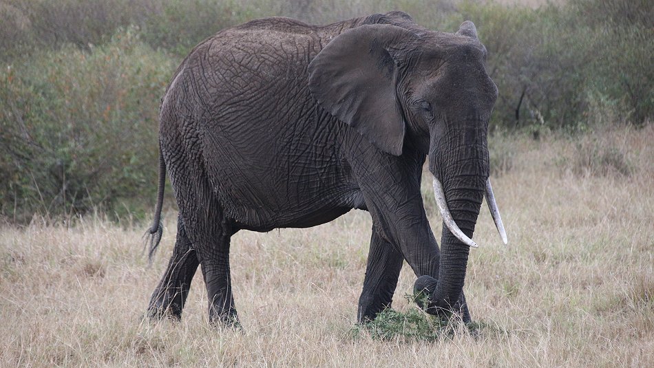Elefanten in der Masai Mara