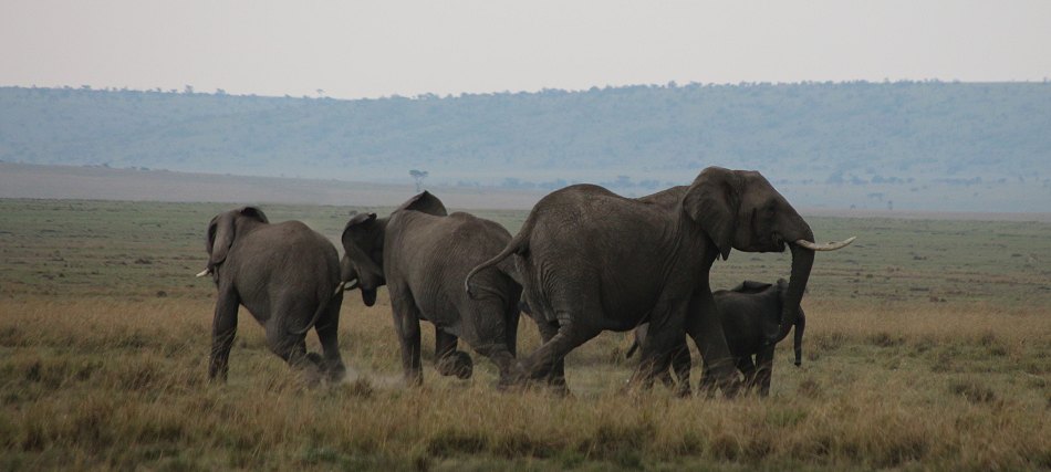 Elefantenbegegnung in der Masai Mara