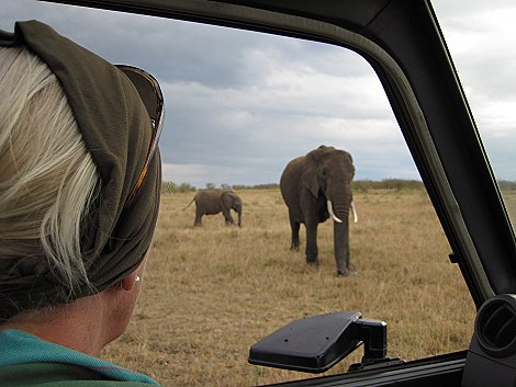 Elefanten in der Masai Mara
