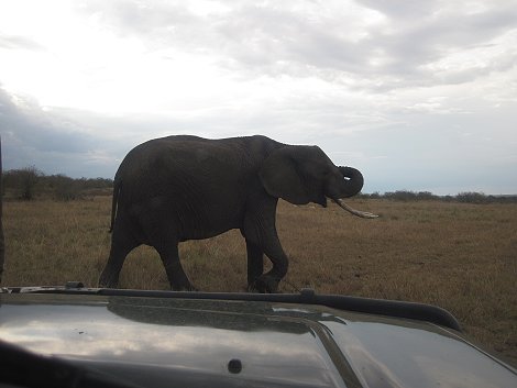 Elefanten in der Masai Mara