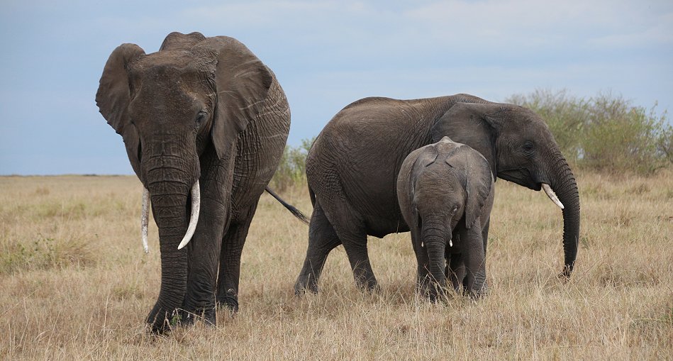 Elefanten in der Masai Mara