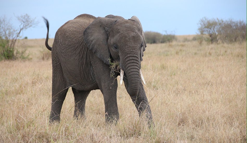 Elefanten in der Masai Mara