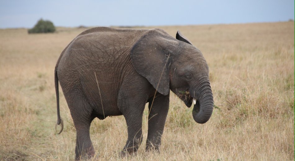 Elefanten in der Masai Mara
