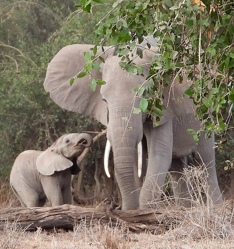 Elefanten im Amboseli National Park