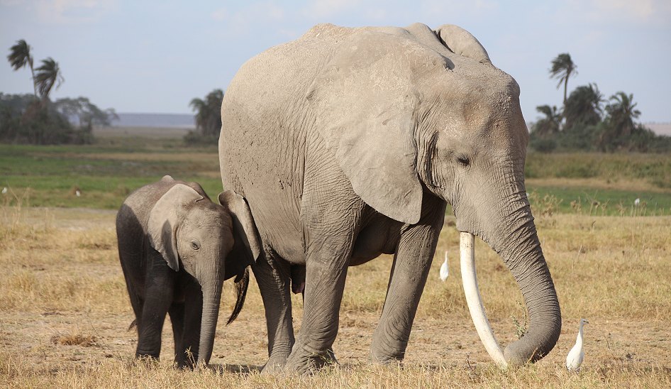 Elefantenkuh mit Kalb - Amboseli National Park