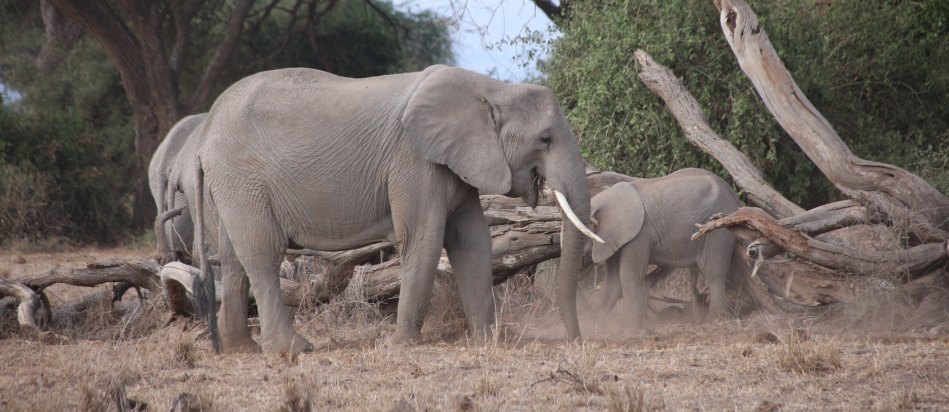 Elefanten im Amboseli National Park