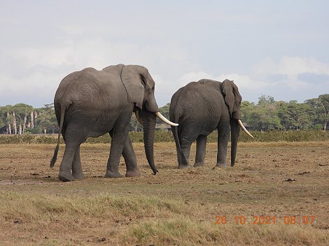 Elefanten im Amboseli National Park