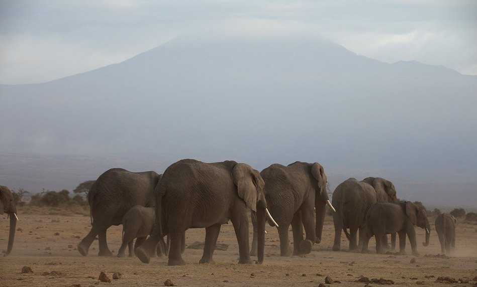 Elefanten im Amboseli Park
