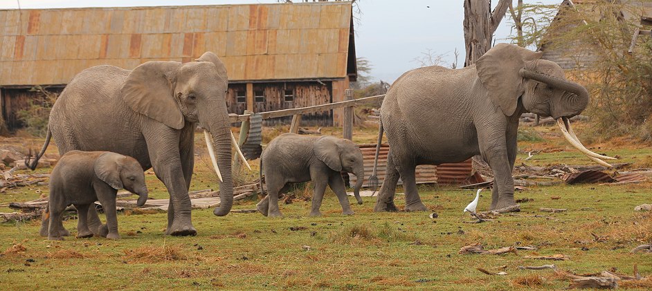 Elefanten im Amboseli National Park