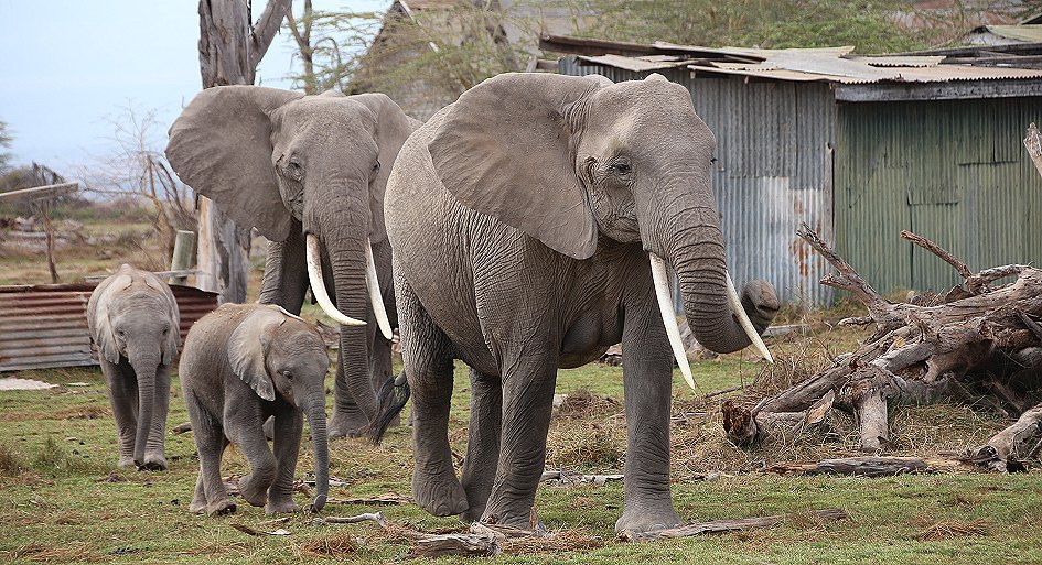 Elefanten im Amboseli National Park