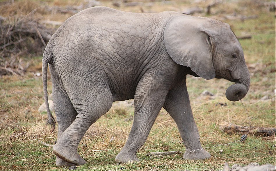 Elefanten im Amboseli National Park