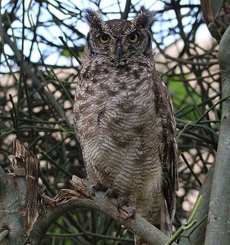 Uhu in Nairobi