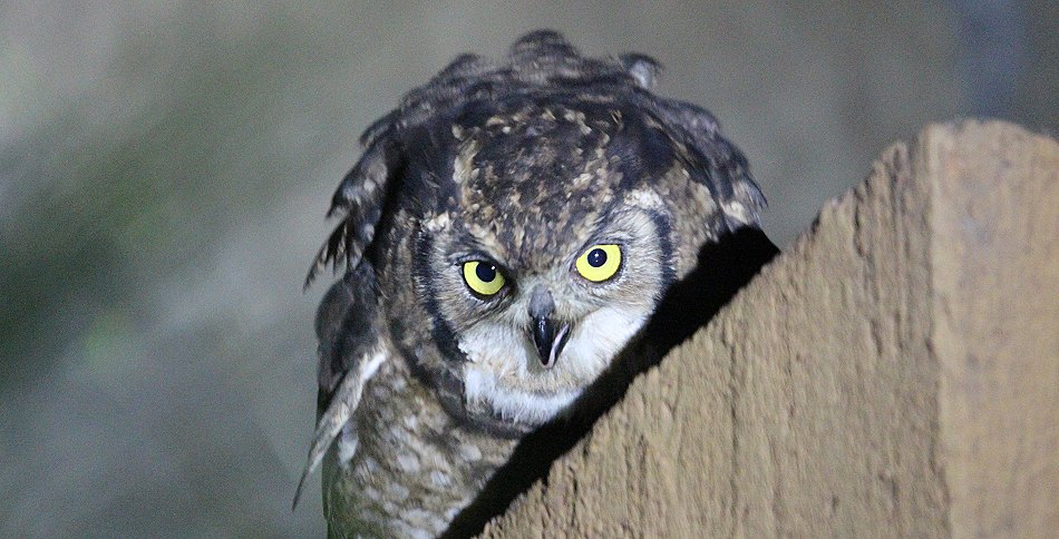 Uhu in Nairobi