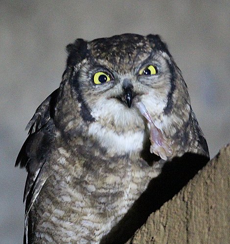 Uhu in Nairobi