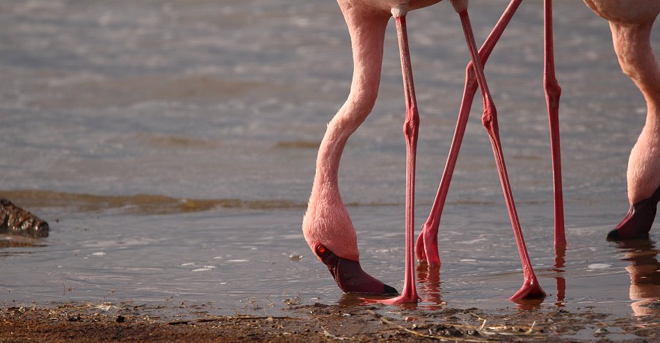 Zwergflamingo