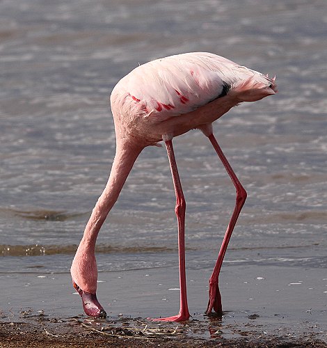 Zwergflamingo