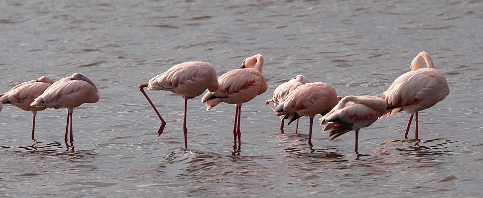 Flamingos am Lake Nakuru