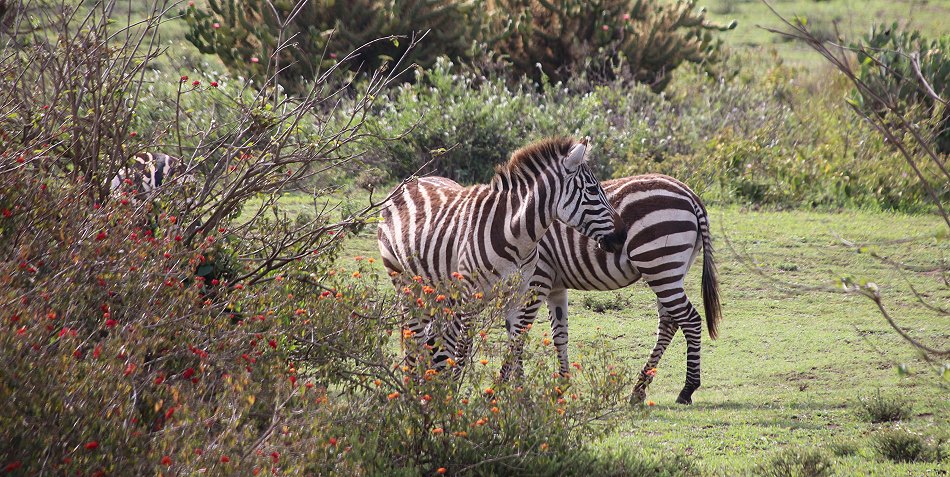 Sungura Ranch - The Folly - Lake Naivasha