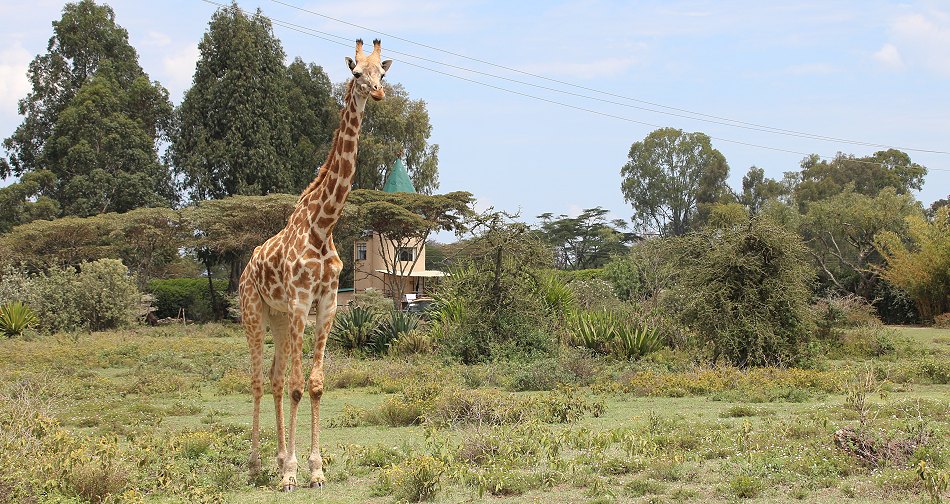 Sungura Ranch - The Folly - Lake Naivasha