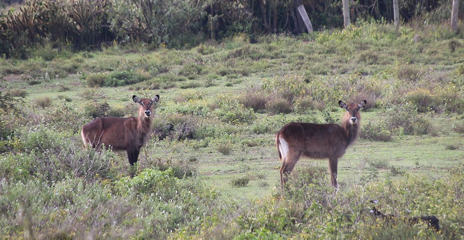 Sungura Ranch - The Folly - Lake Naivasha