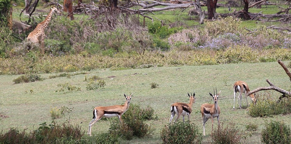 Sungura Ranch - The Folly - Lake Naivasha