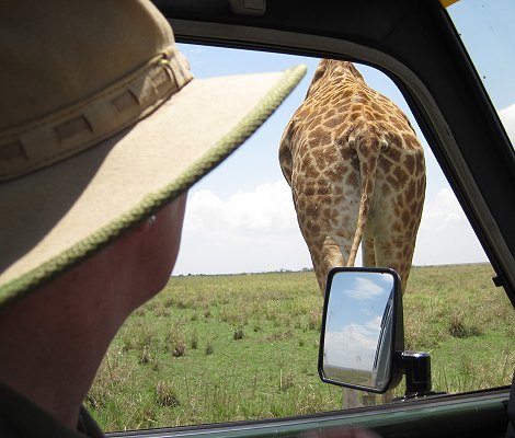 Masai Giraffen in der Masai Mara