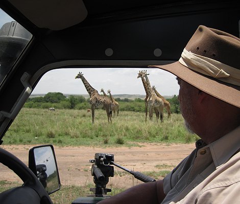 Masai Giraffen in der Masai Mara
