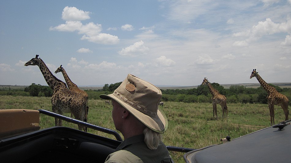 Masai Giraffen in der Masai Mara
