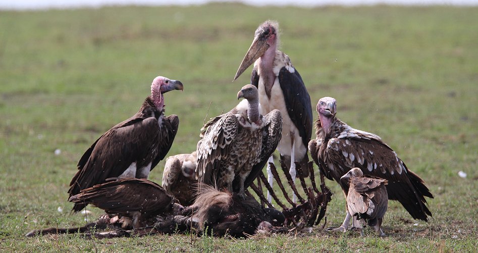 Geier in der Masai Mara