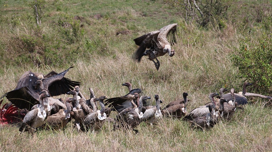 Geier in der Masai Mara