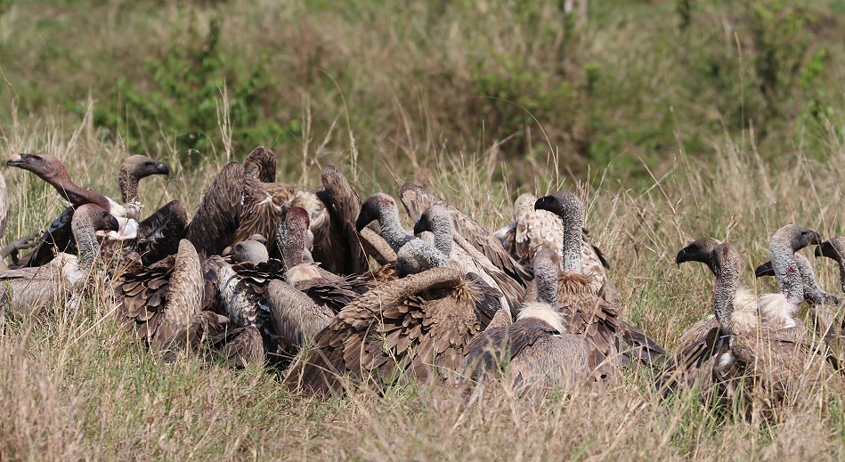Geier in der Masai Mara