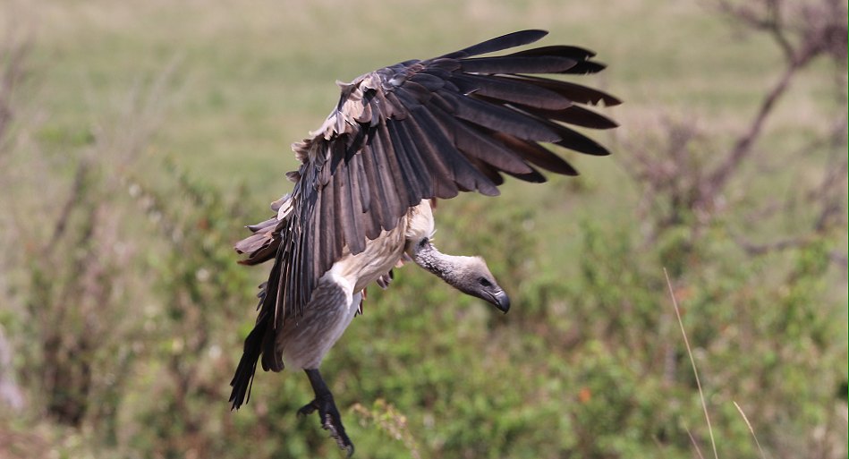 Geier in der Masai Mara
