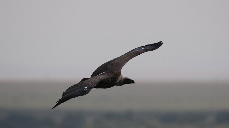 Geier in der Masai Mara
