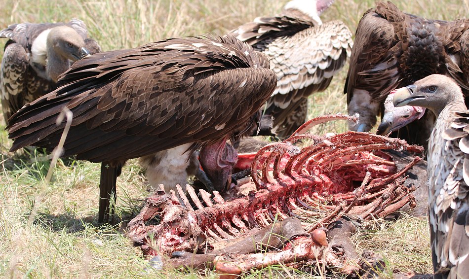 Geier in der Masai Mara