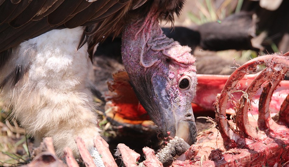 Geier in der Masai Mara
