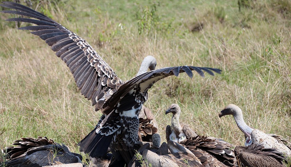 Geier in der Masai Mara
