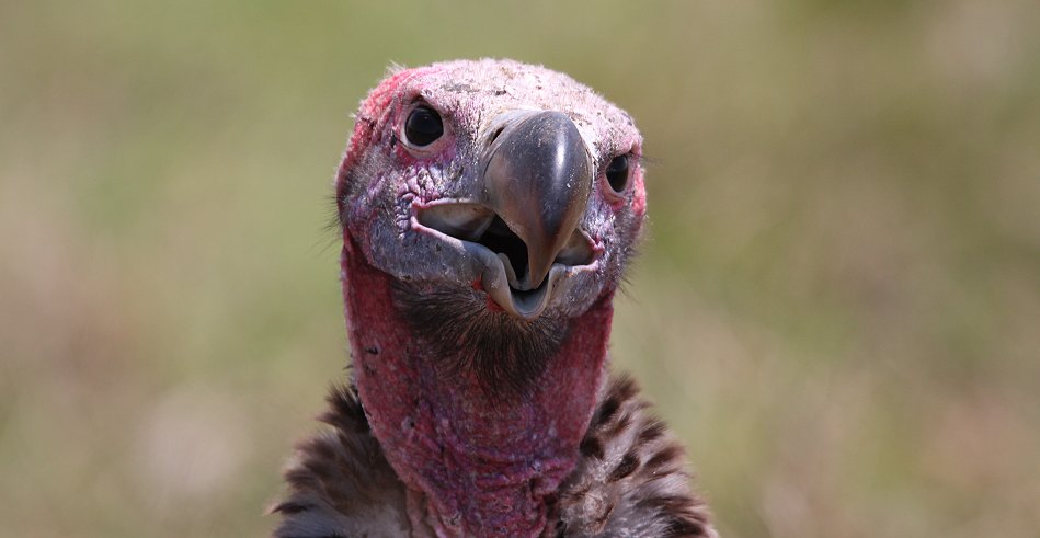 Geier in der Masai Mara