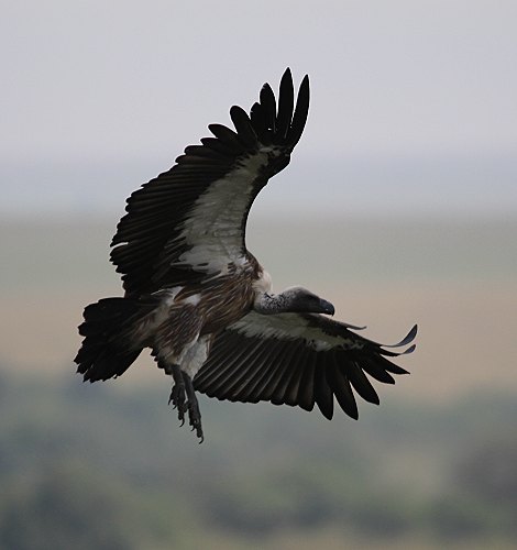 Geier in der Masai Mara